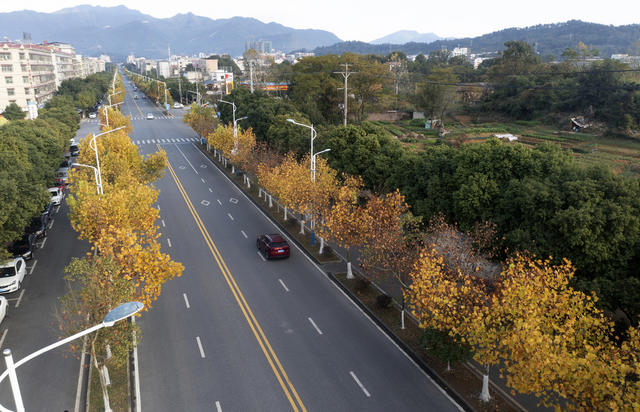 初冬时节 梧桐美景 黄金大道 美如画