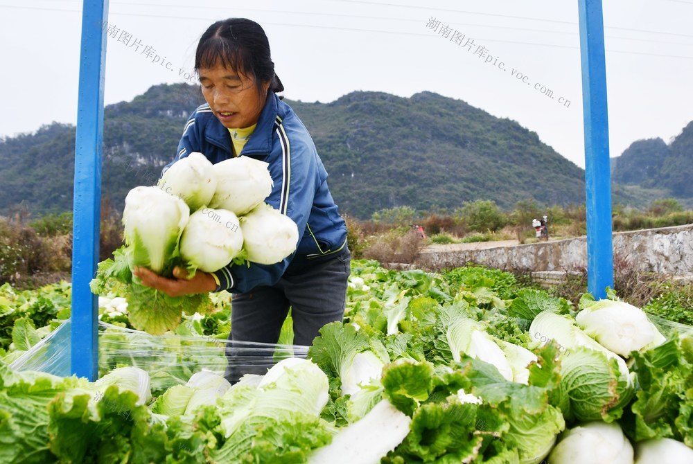  供港蔬菜采收忙
