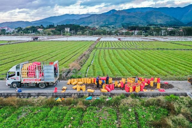 香芋 田间 农民 丰收 特色产业 乡村振兴 菜篮子 种植基地