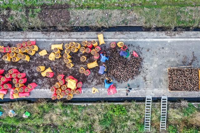 香芋 田间 农民 丰收 特色产业 乡村振兴 菜篮子 种植基地