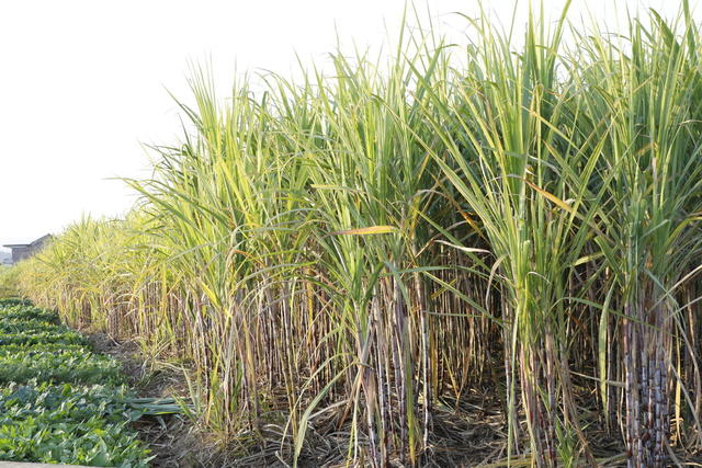 甘蔗种植 乡村振兴