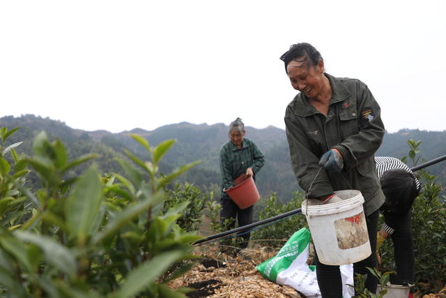 冬茶 管护 稳产