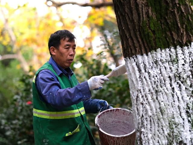 冬季，护树忙
