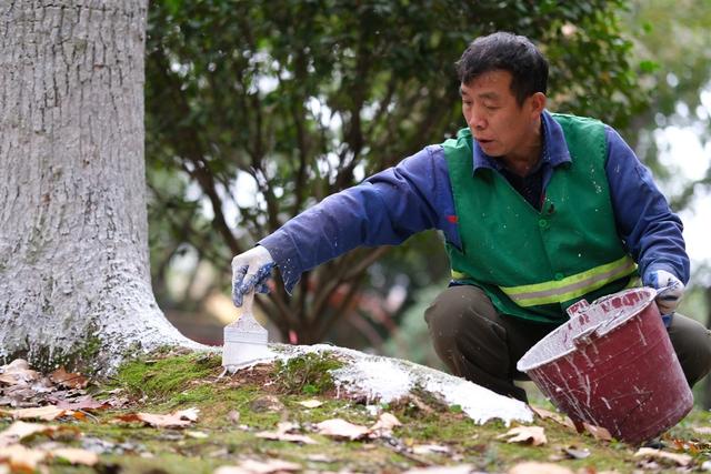 冬季，护树忙