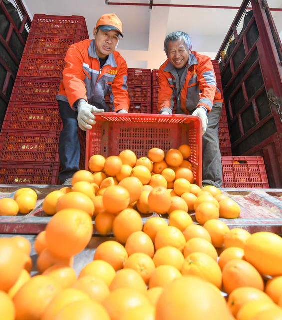 脐橙 产业 道县 选果  乡村振兴