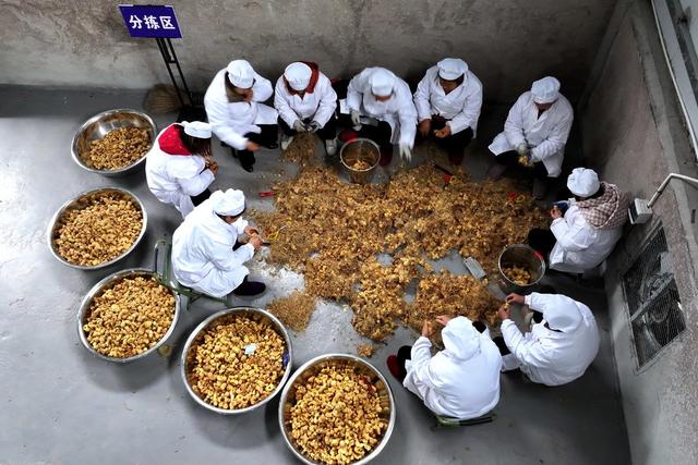 中药材、加工、黄精、农业、产业