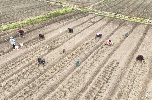 蔬菜 产业 农业 道县 特色 乡村振兴