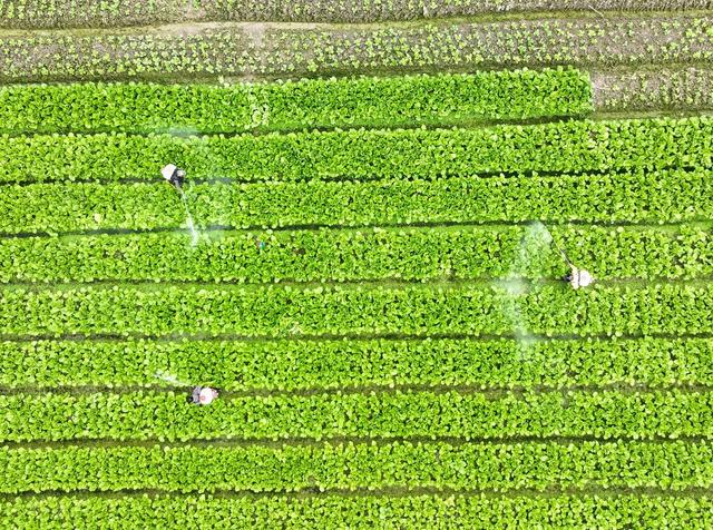 蔬菜 产业 农业 道县 特色 乡村振兴