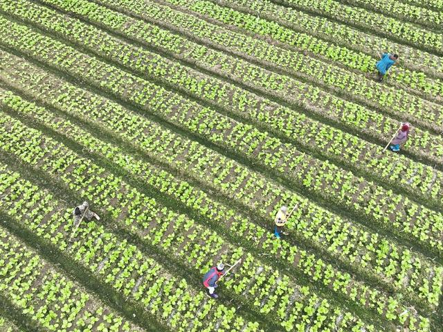 蔬菜 产业 农业 道县 特色 乡村振兴