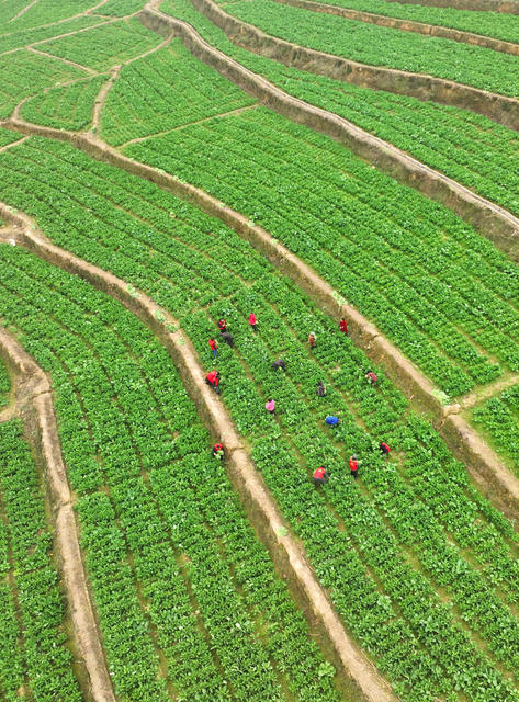 乡村振兴 稻菜轮作  助农增收