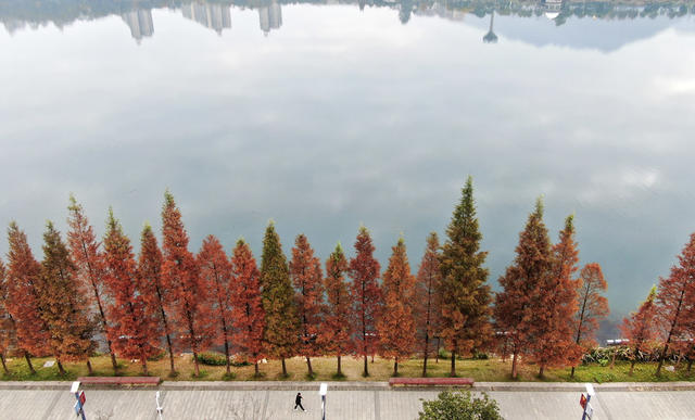 水杉美景 冬日美景 美如画 生态旅游 网红打卡地