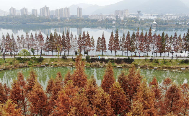 水杉美景 冬日美景 美如画 生态旅游 网红打卡地