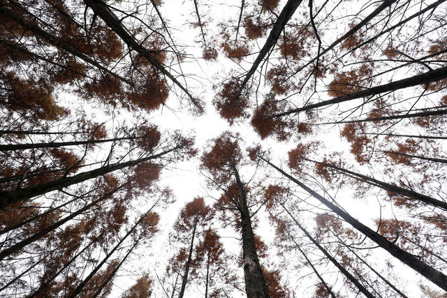 水杉美景 冬日美景 美如画 生态旅游 网红打卡地