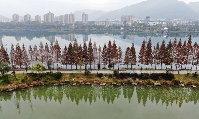水杉美景 冬日美景 美如画 生态旅游 网红打卡地