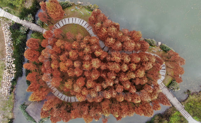 水杉美景 冬日美景 美如画 生态旅游 网红打卡地