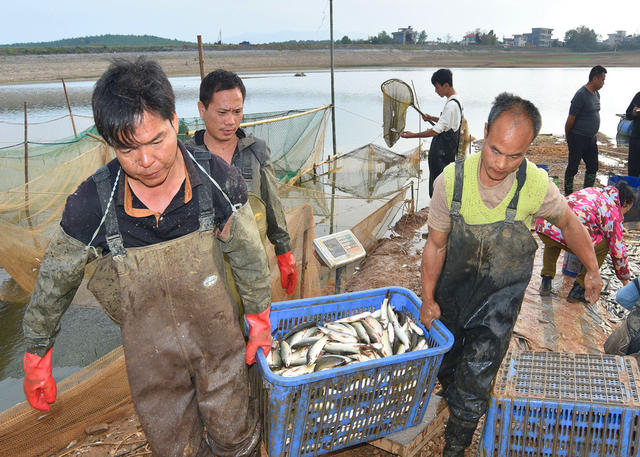 嘉禾：捕鱼上市  