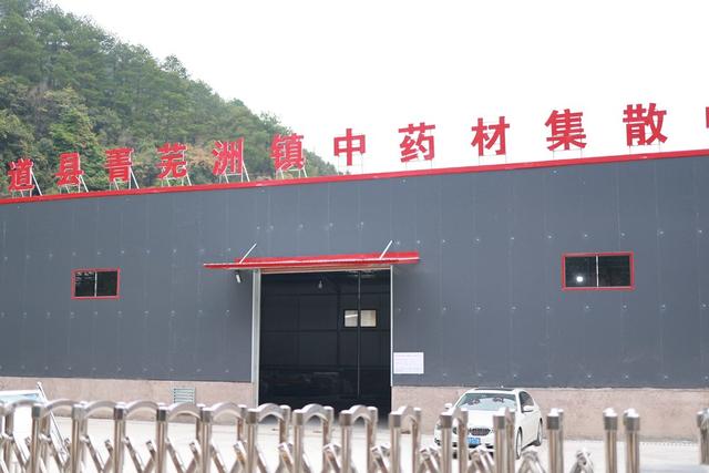 中药材、黄精、农业、林下种植、乡村