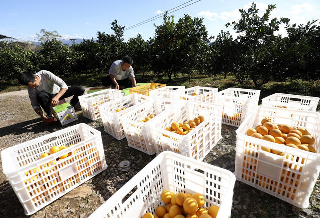 丰收 特色水果产业 东江湖 观光采摘 旅游 助农增收致富