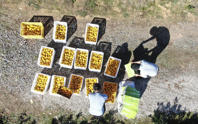 丰收 特色水果产业 东江湖 观光采摘 旅游 助农增收致富