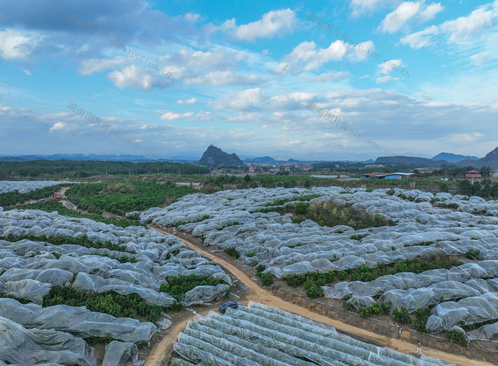 寒潮 低温 防冻  道县