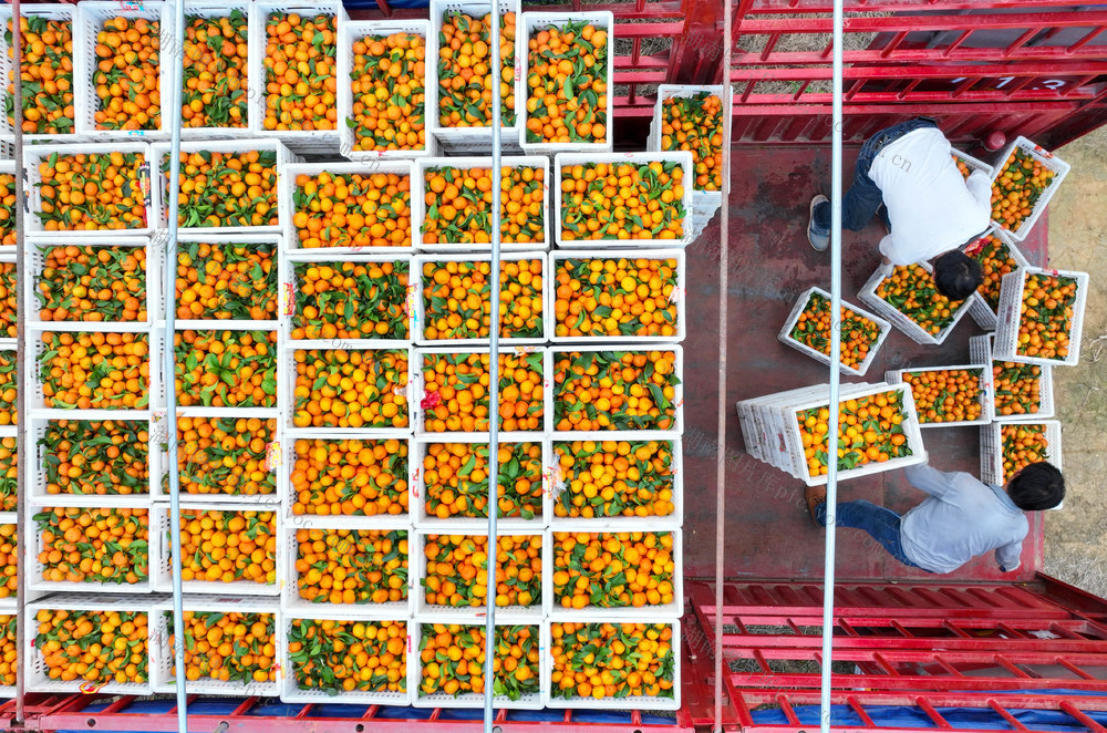 砂糖桔 丰收 农业 产业 道县