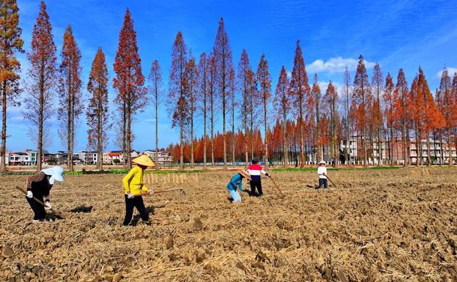 湖南  常宁  冬种  生产
