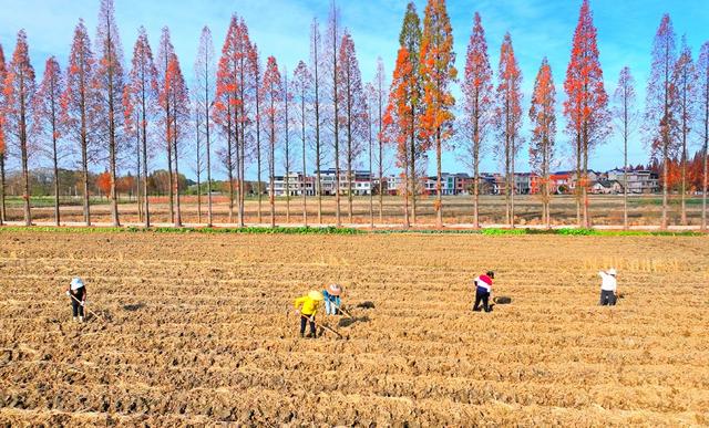 湖南  常宁  冬种  生产