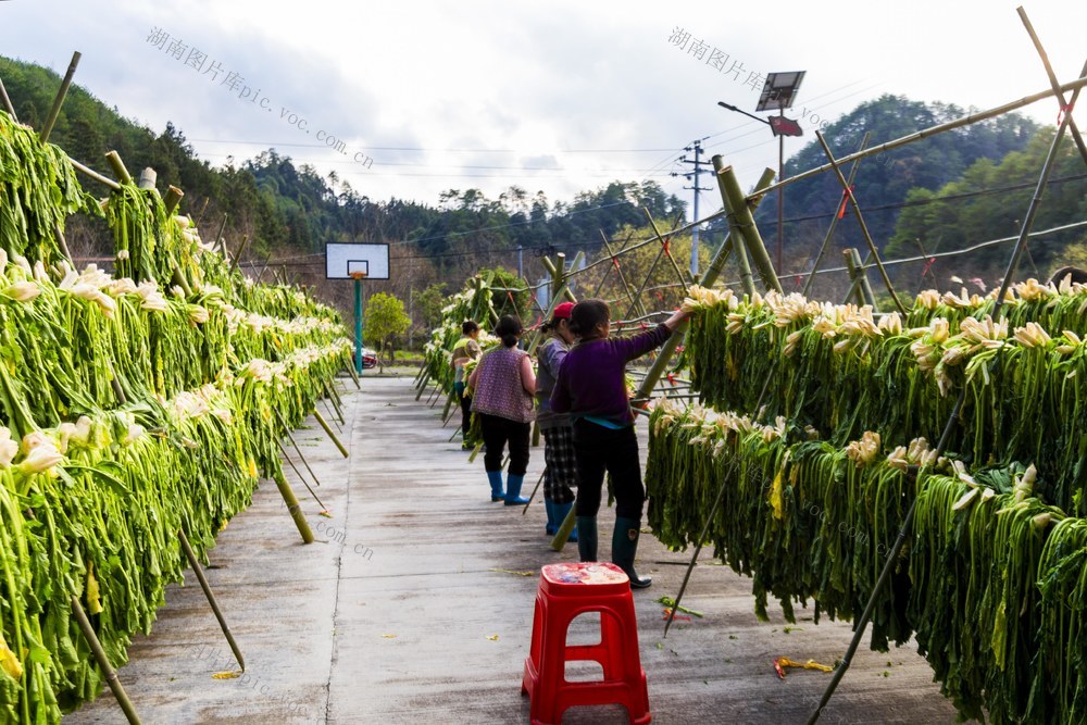湖南 通道 村民 晾晒 大头菜 发展 绿色 蔬菜 产业 助力 乡村 振兴