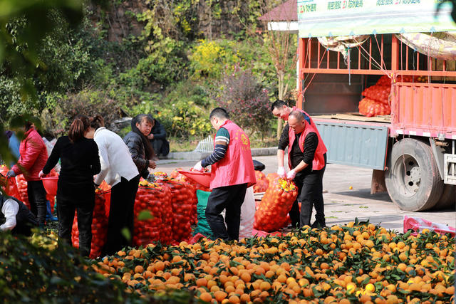 志愿者  麻阳冰糖橙  助农增收 驻村工作队