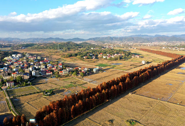水杉林  水杉  红了  风景  自然  旅游  乡村  冬日
