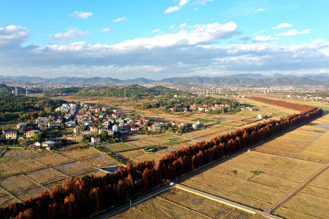 水杉林  水杉  红了  风景  自然  旅游  乡村  冬日