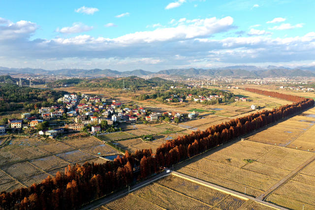 水杉林  水杉  红了  风景  自然  旅游  乡村  冬日