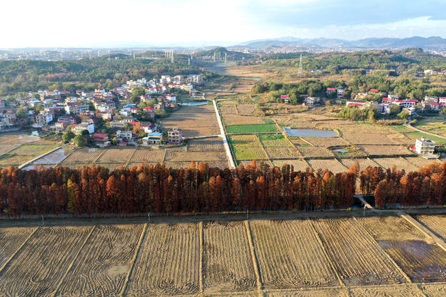 水杉林  水杉  红了  风景  自然  旅游  乡村  冬日
