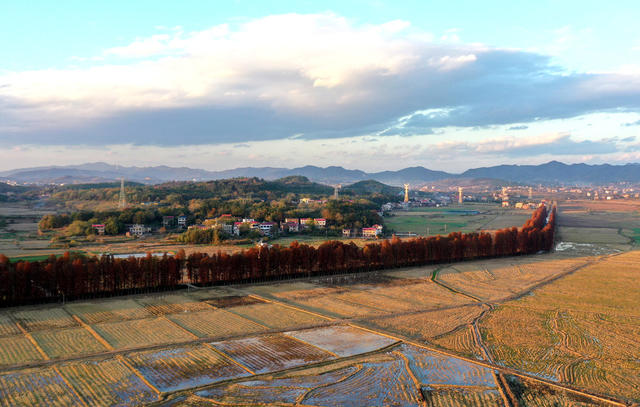 水杉林  水杉  红了  风景  自然  旅游  乡村  冬日