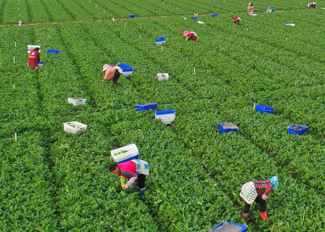 嘉禾：蔬菜争“鲜”上市