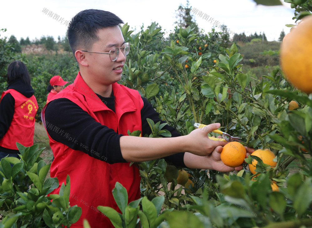 宁远
党建
‘橙’心助农