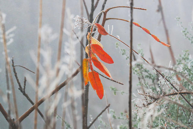 雪景  雾凇  美景