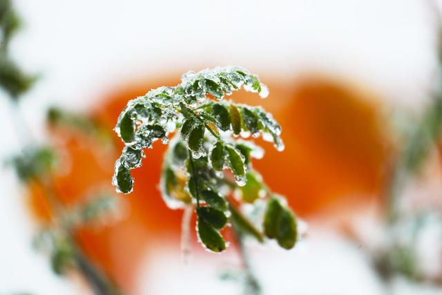 雪景  雾凇  美景