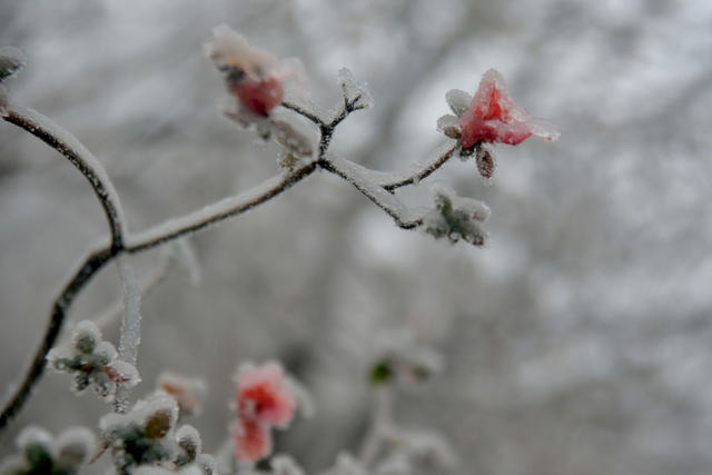 雾凇  人气火爆