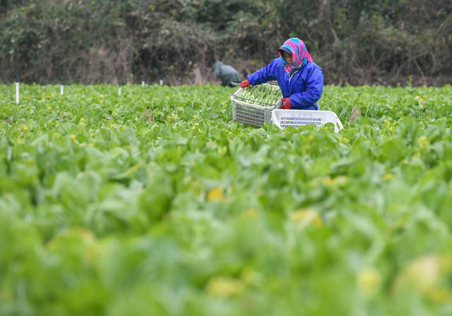 保障 供应 市场  蔬菜 民生  生活  道县