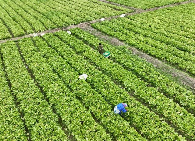 保障 供应 市场  蔬菜 民生  生活  道县