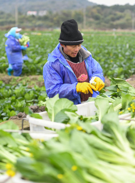 保障 供应 市场  蔬菜 民生  生活  道县