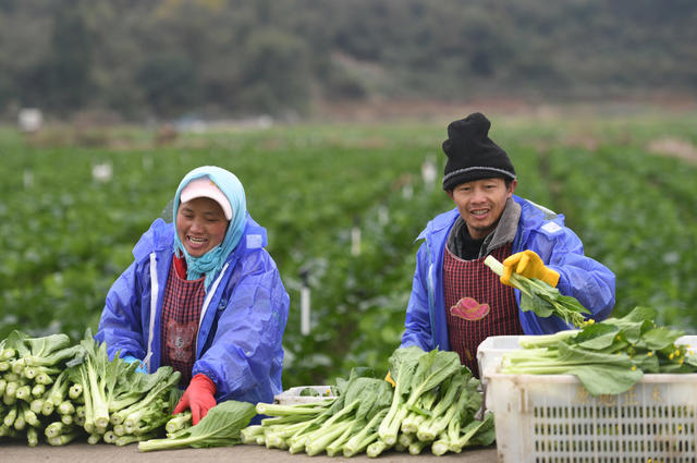 保障 供应 市场  蔬菜 民生  生活  道县