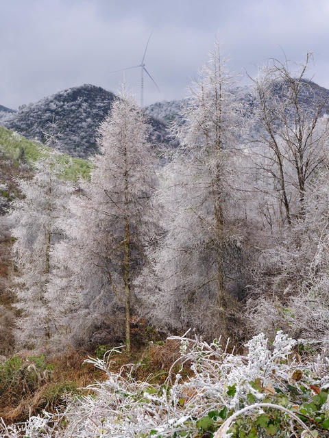 湖南，湘西，龙山，雾凇，低温，大雾，天气，高海拔，景观