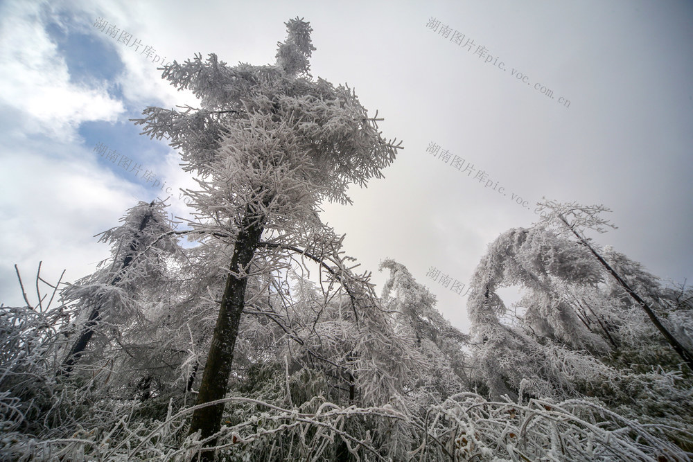 湖南，湘西，龙山，雾凇，低温，大雾，天气，高海拔，景观