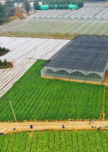 嘉禾：蔬菜基地 锦绣田园
