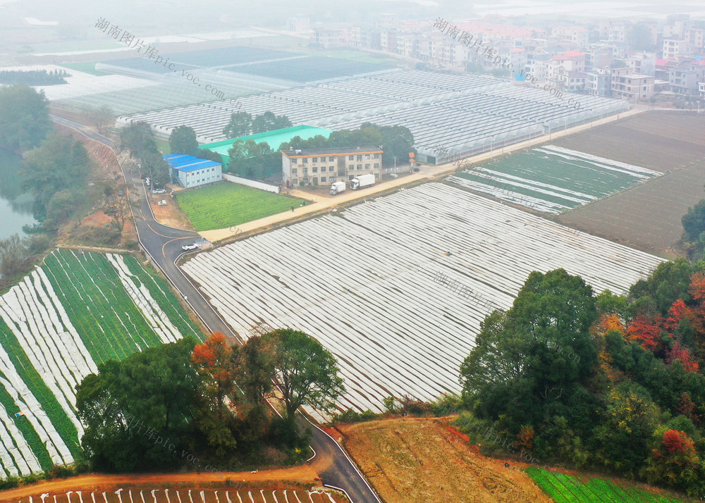 嘉禾：蔬菜基地 锦绣田园