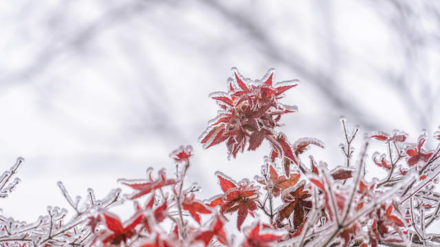 冬季  色彩  红叶  雾凇  景区