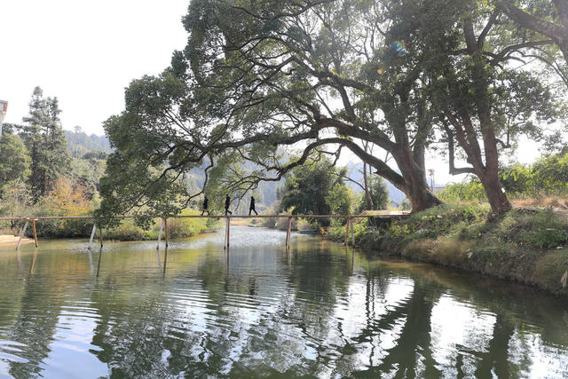 乡村 旅游 保护 古树 名木 绿化 美化 