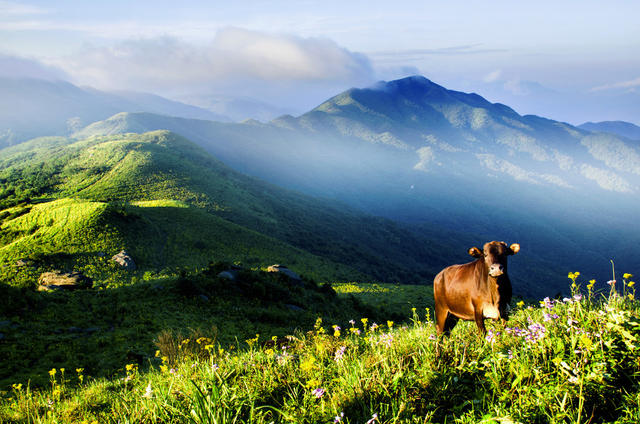山林 高山 雾淞 牛 蓝天 彩霞 